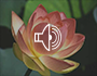 Lovingkindness Meditation