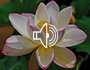 Loving All Meditation