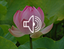 Self-Love Meditation